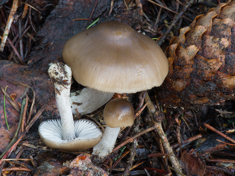 Entoloma turbidum